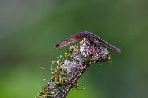 Meridian Gecko