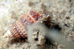 Micropagurus acantholepis