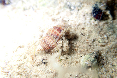 Micropagurus acantholepis