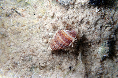 Micropagurus acantholepis