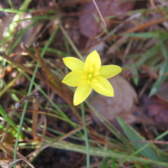 Hypoxis juncea