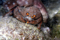 Austrodromidia octodentata