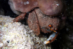 Austrodromidia octodentata