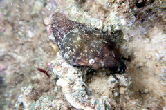 Stomatella impertusa