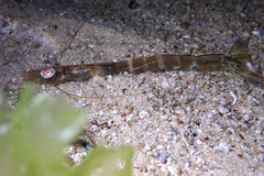 Penaeus latisulcatus