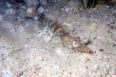 Penaeus latisulcatus