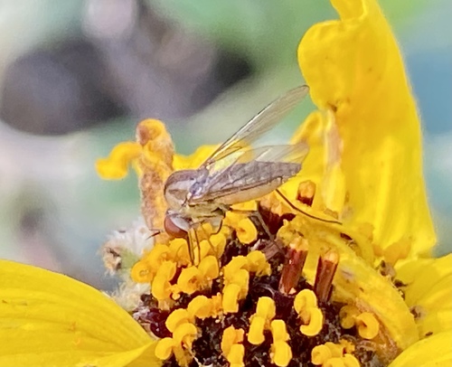 iNaturalist observation photo of Geron