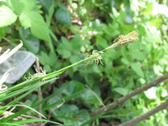 Carex michelii