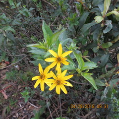 Bidens rubifolia