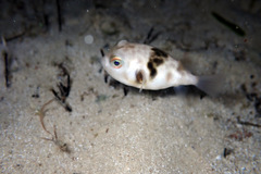 Contusus brevicaudus