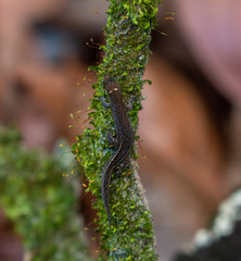 Coleodactylus meridionalis