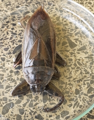 Lethocerus annulipes