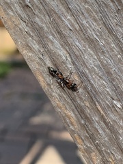 Pseudomyrmex gracilis