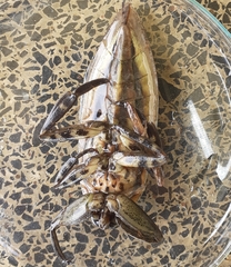 Lethocerus annulipes