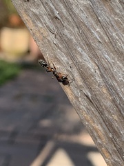 Pseudomyrmex gracilis