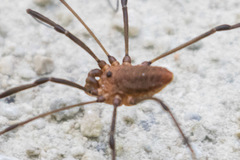 Leiobunum calcar