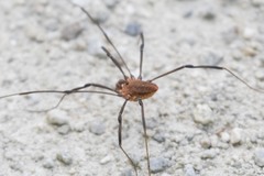 Leiobunum calcar