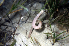 Leptosynapta dolabrifera