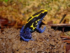 Dendrobates tinctorius