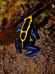 Dendrobates tinctorius