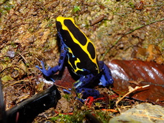 Dendrobates tinctorius