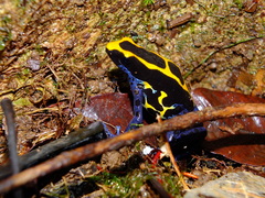 Dendrobates tinctorius