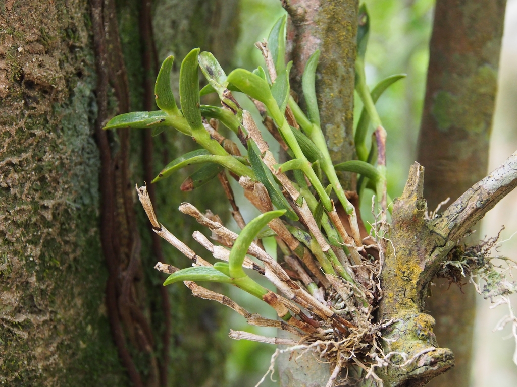 Epidendrum barbeyanum