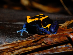 Dendrobates tinctorius