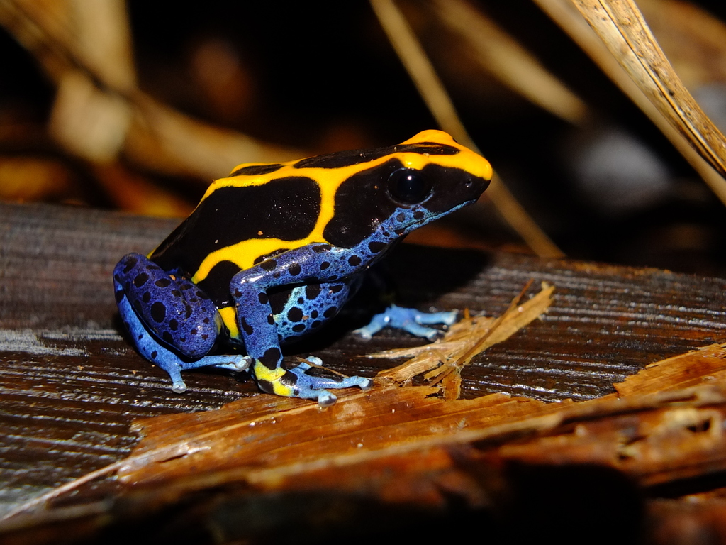 rana venenosa azul