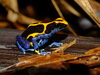 Dyeing Poison Dart Frog - Photo (c) Sébastien SANT, some rights reserved (CC BY-NC), uploaded by Sébastien SANT