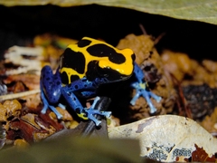 Dendrobates tinctorius