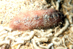 Cryptoplax striata