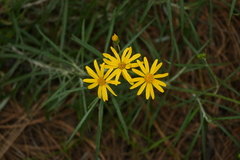 Senecio stoechadiformis