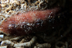 Cryptoplax striata