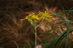 Senecio stoechadiformis