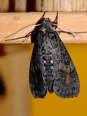 Isognathus scyron