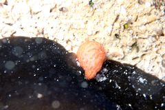 Pyura fissa