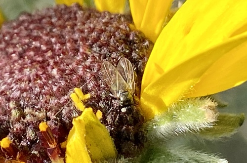 iNaturalist observation photo of Flies