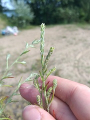 Corispermum hyssopifolium