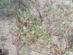 Corispermum hyssopifolium