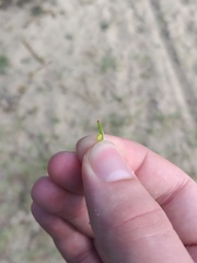Corispermum hyssopifolium