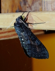 Isognathus scyron
