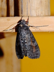 Isognathus scyron