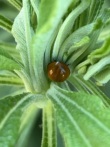iNaturalist observation photo of Spotless Lady Beetle
