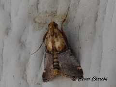 Cacozelia basiochrealis