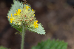 Waltheria communis
