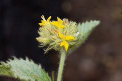 Waltheria communis