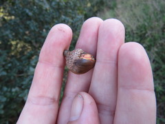 Callirhytis eldoradensis