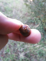 Callirhytis eldoradensis