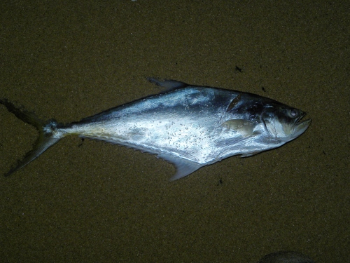 Castin leatherjack (Oligoplites saliens) — Carangidae — 5